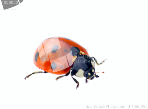 Image of custom yellow ladybug macro on white background
