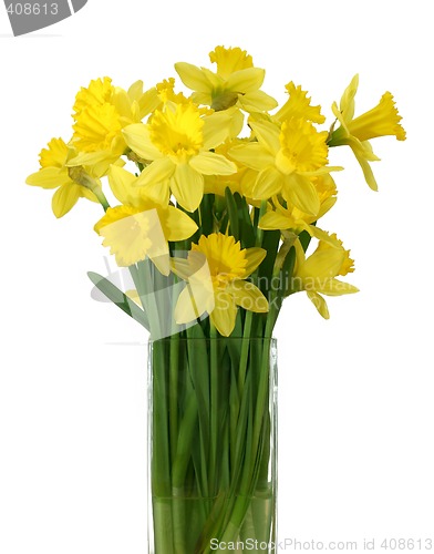 Image of Daffodils in a vase - isolated