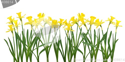 Image of Daffodil banner