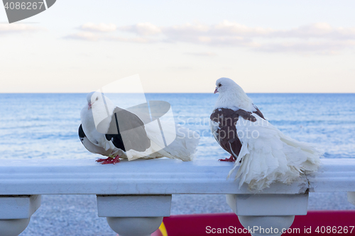 Image of Couple of black and white pigeons