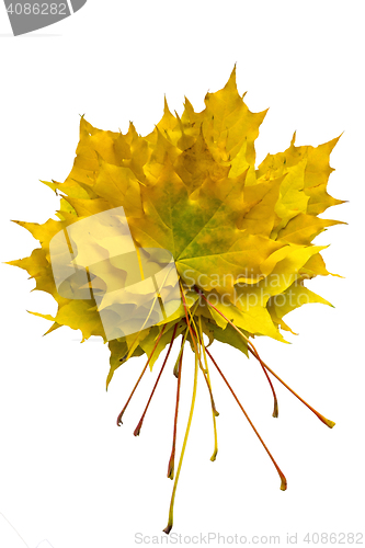 Image of Pile of autmn maple leaves