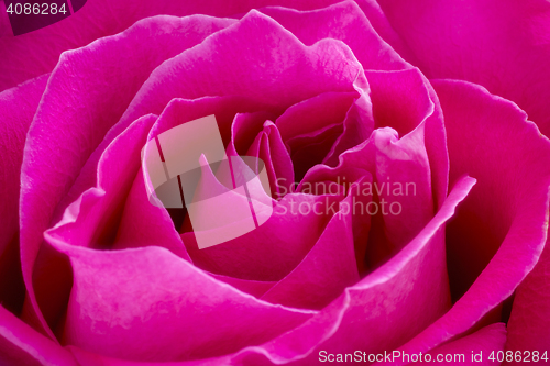 Image of Pink rose macro background