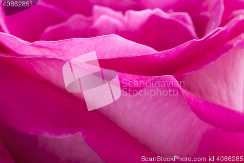 Image of Pink rose petals macro background