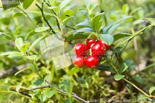 Image of Ripe foxberry in wild wood