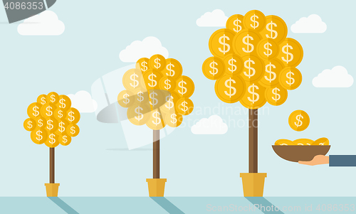 Image of Three money trees