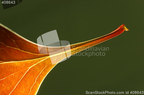 Image of Autumn leaf falling