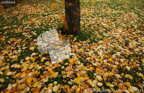 Image of Autumn leaves falling to the ground