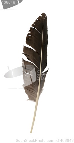 Image of Feather isolated