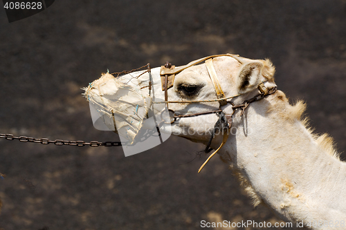 Image of africa brown dromedary   lanzarote spain