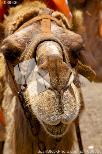 Image of   spain africa front brown dromedary bite in the volcanic  lanza