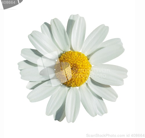 Image of Summer flower on white with path