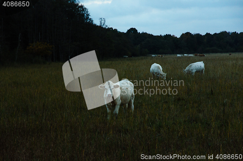 Image of White young cows by late evening