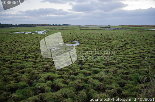 Image of Wetland with green patterns