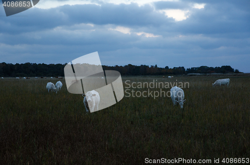 Image of White cattle herd at dusk