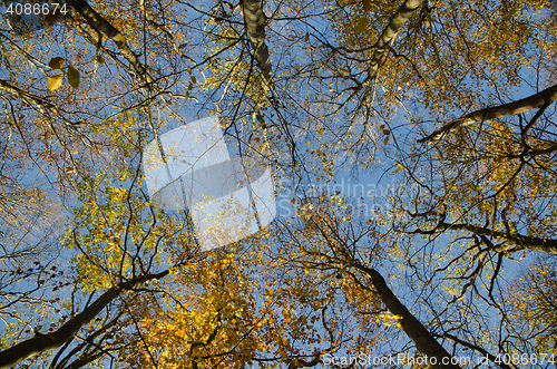 Image of Beech tree tops at fall