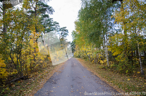 Image of Country road in green and yellow colors
