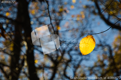 Image of One beech leaf at a twig