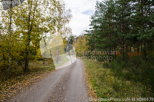 Image of Winding gravel road in golden colors