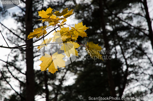 Image of Backlit golden maple leaves