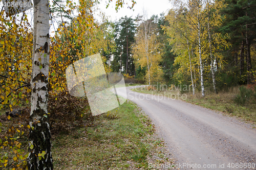 Image of Colorful birch tree by roadside