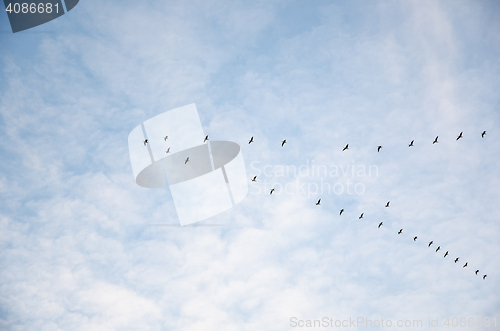 Image of Migrating geese in V-formation