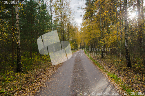 Image of Colorful gravel road by fall