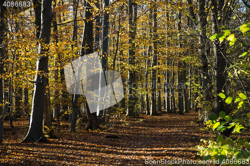 Image of Golden beech forest