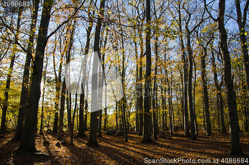 Image of Glorious beech forest