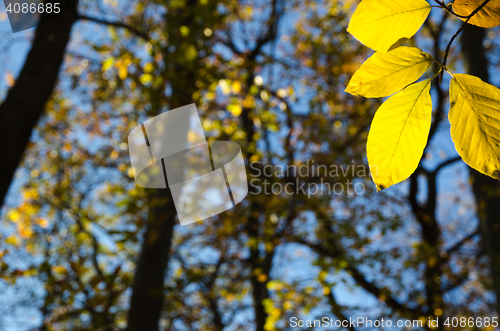 Image of Shiny golden beech leaves