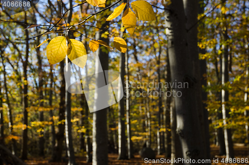 Image of Beech tree leaves closeup