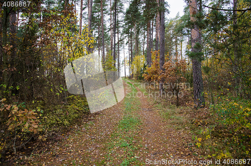 Image of Fall colored country road