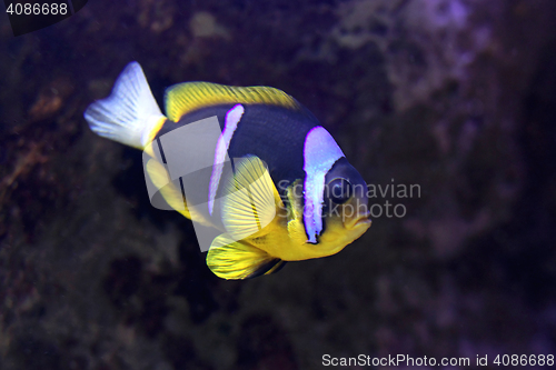 Image of Clark Anemonefish