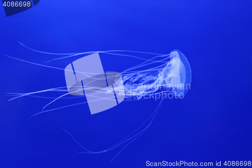 Image of Jelly Fish