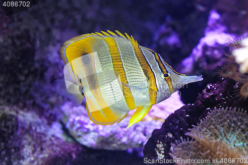 Image of Copperband Butterfly Fish