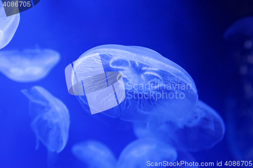 Image of Moon Jelly Fish