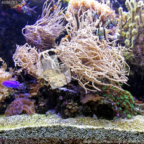 Image of Coral Reef