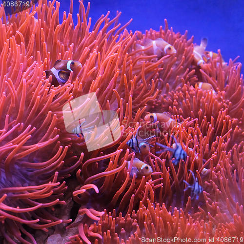 Image of Orange Clown Fish