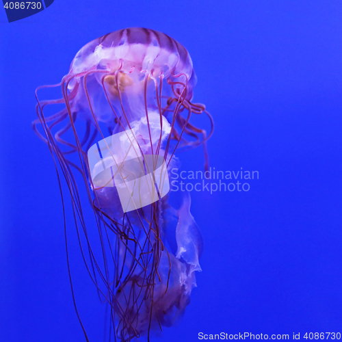 Image of Purple Striped Jellyfish