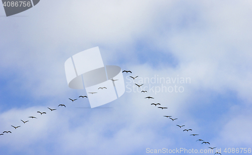 Image of common cranes at passage of birds