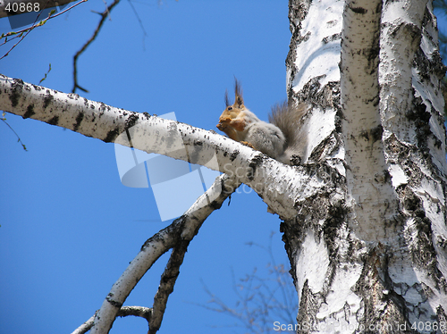 Image of Squirrel