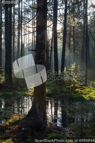 Image of Natural coniferous stand of Landscape Reserve