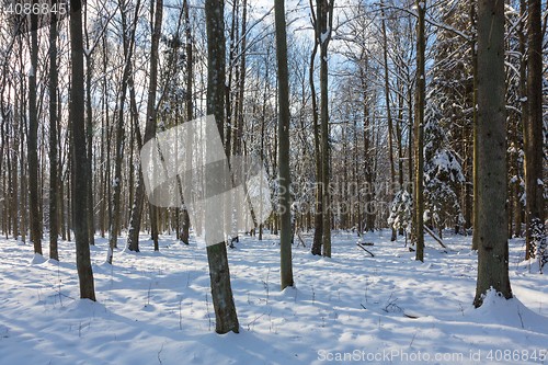 Image of Trees snow wrapped blizzard after