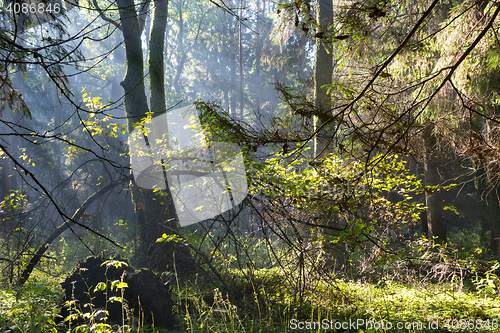 Image of Sunbeam entering rich deciduous forest