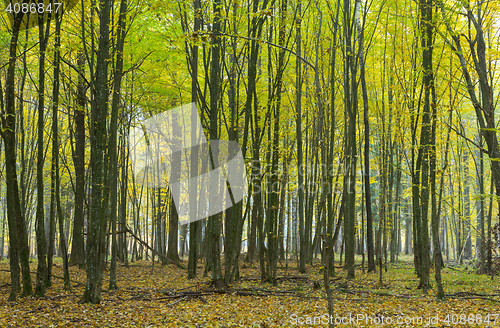 Image of Hornbeam trees in fall