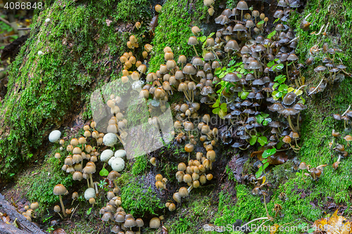 Image of Bunch of autumnal fungus