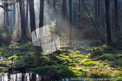 Image of Natural coniferous stand of Landscape Reserve