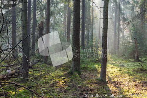 Image of Sunbeam entering rich coniferous forest