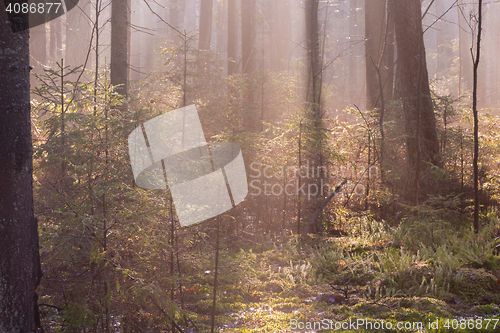 Image of Natural coniferous stand of Landscape Reserve