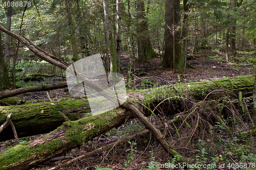 Image of Dead oaks lying moss wrapped