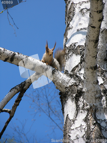 Image of Squirrel